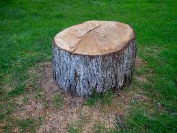 Creswell, OR Tree Care Company
