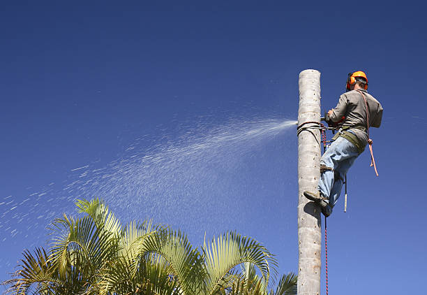 How Our Tree Care Process Works  in  Creswell, OR